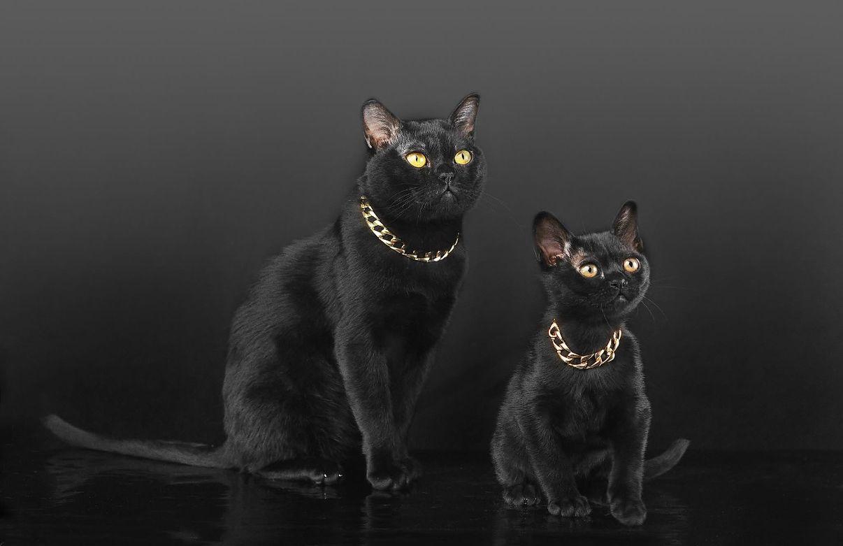 Două pisici Bombay.