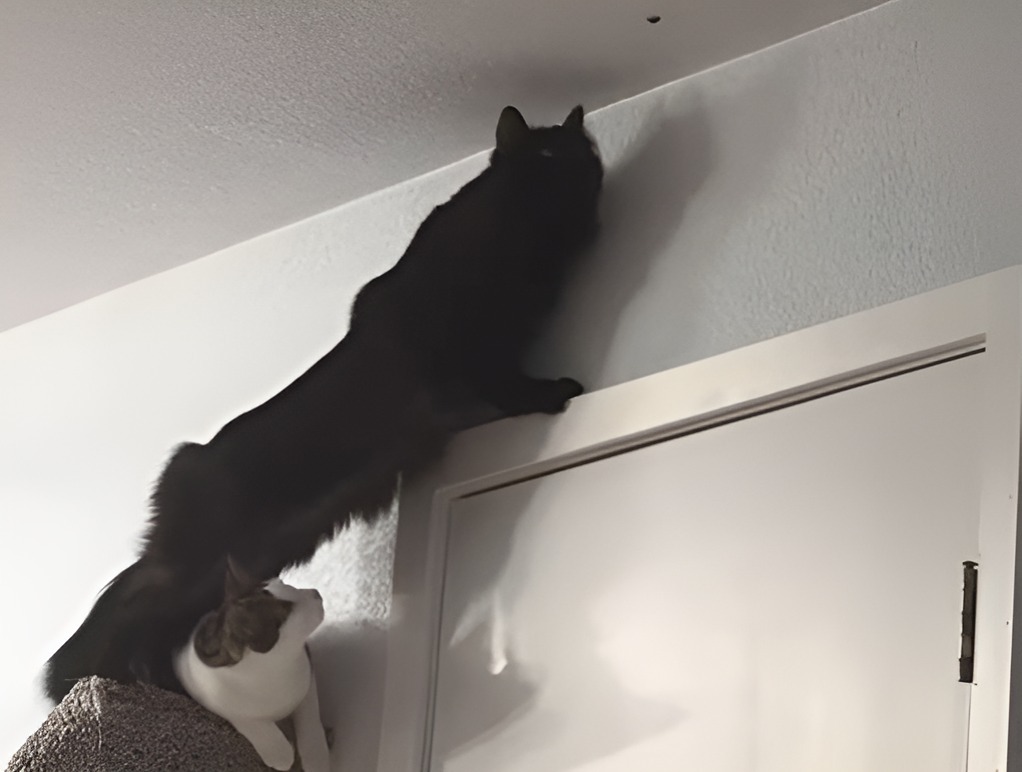 Două pisici încearcă să prindă o insectă.