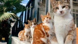 Pisici care stau aliniate pe pervaz.