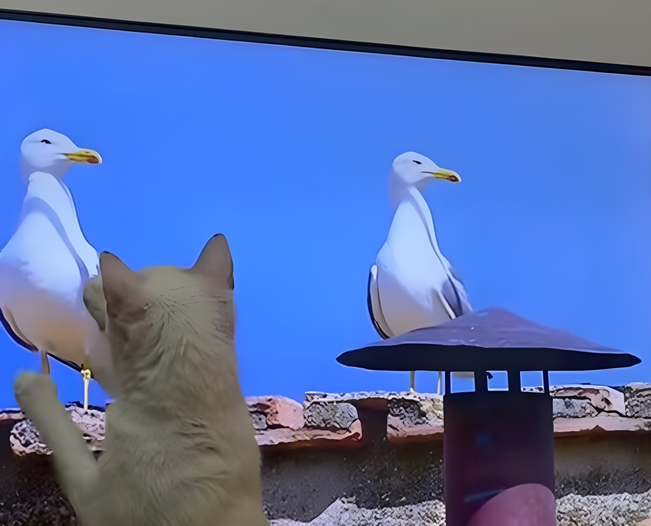 O pisică încearcă să prindă doi pescăruși pe care îi vede la televizor.