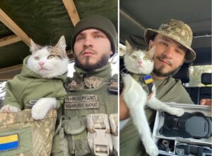 o pisica in razboiu din Ucraina