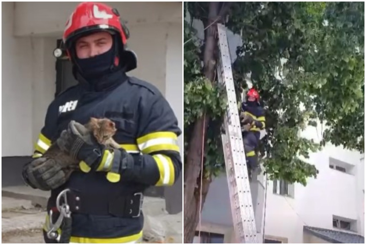 Colaj cu un pompier din Săveni care a salvat o pisicuță urcată în copac