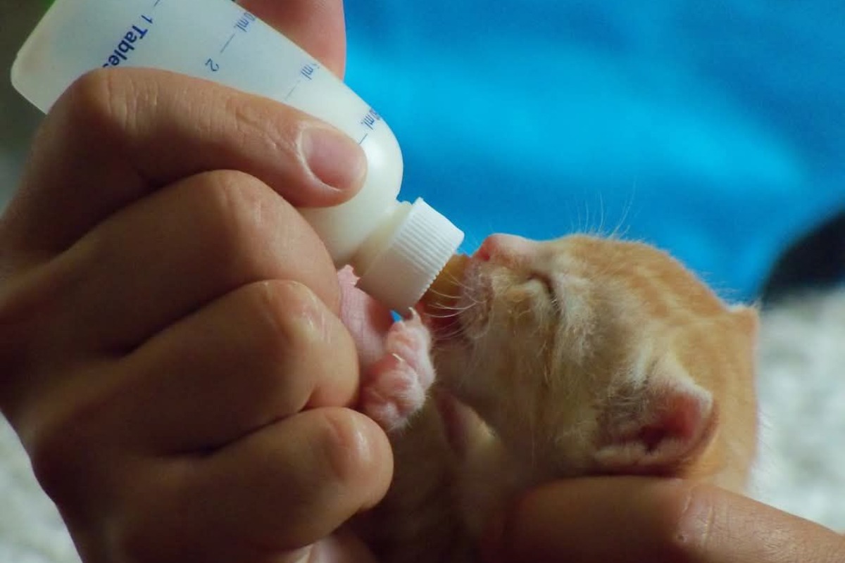 Pui de pisică nou-născut portovaliu hrănit cu biberonul