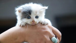 Pui de pisică în mâna stăpânei.