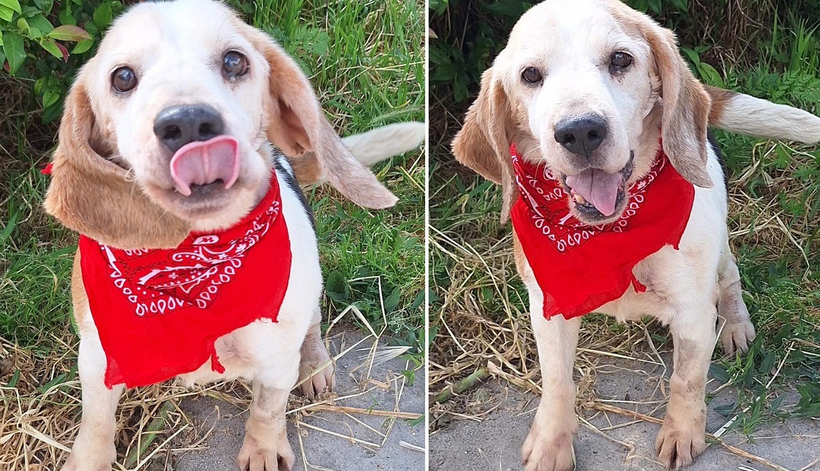 cainele Rafael de la ASPA