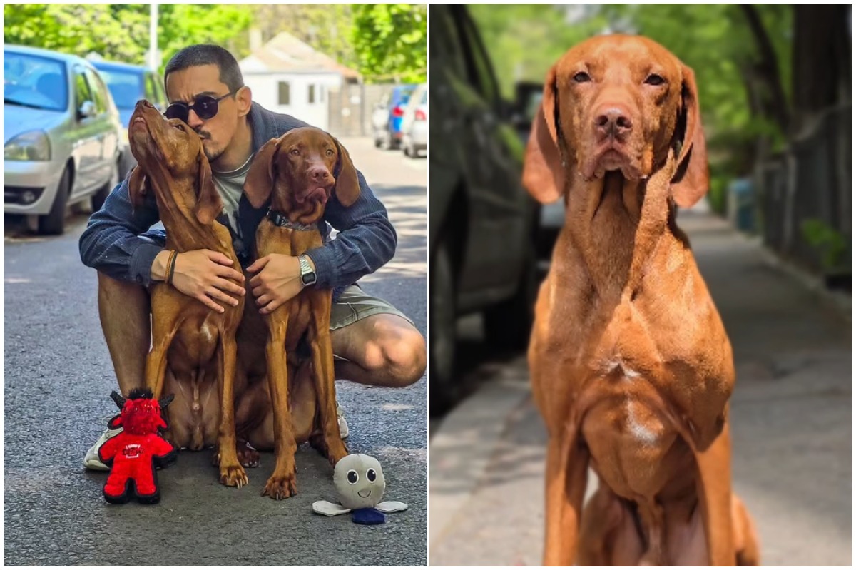 Colaj format din două fotografii: în stânga sunt Răzvan Băicoieanu, Buddt și Soul, iar în drepta este portretul lui Buddy