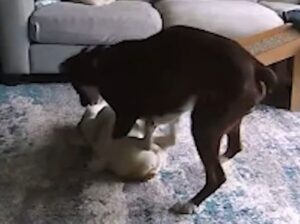 Doi câini pe podea.