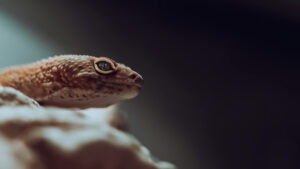 Reptilă care este fotografiată din față.