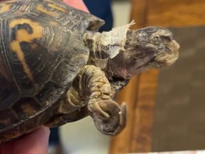 Țestoasă care nu a văzut soarele timp de 50 de ani.