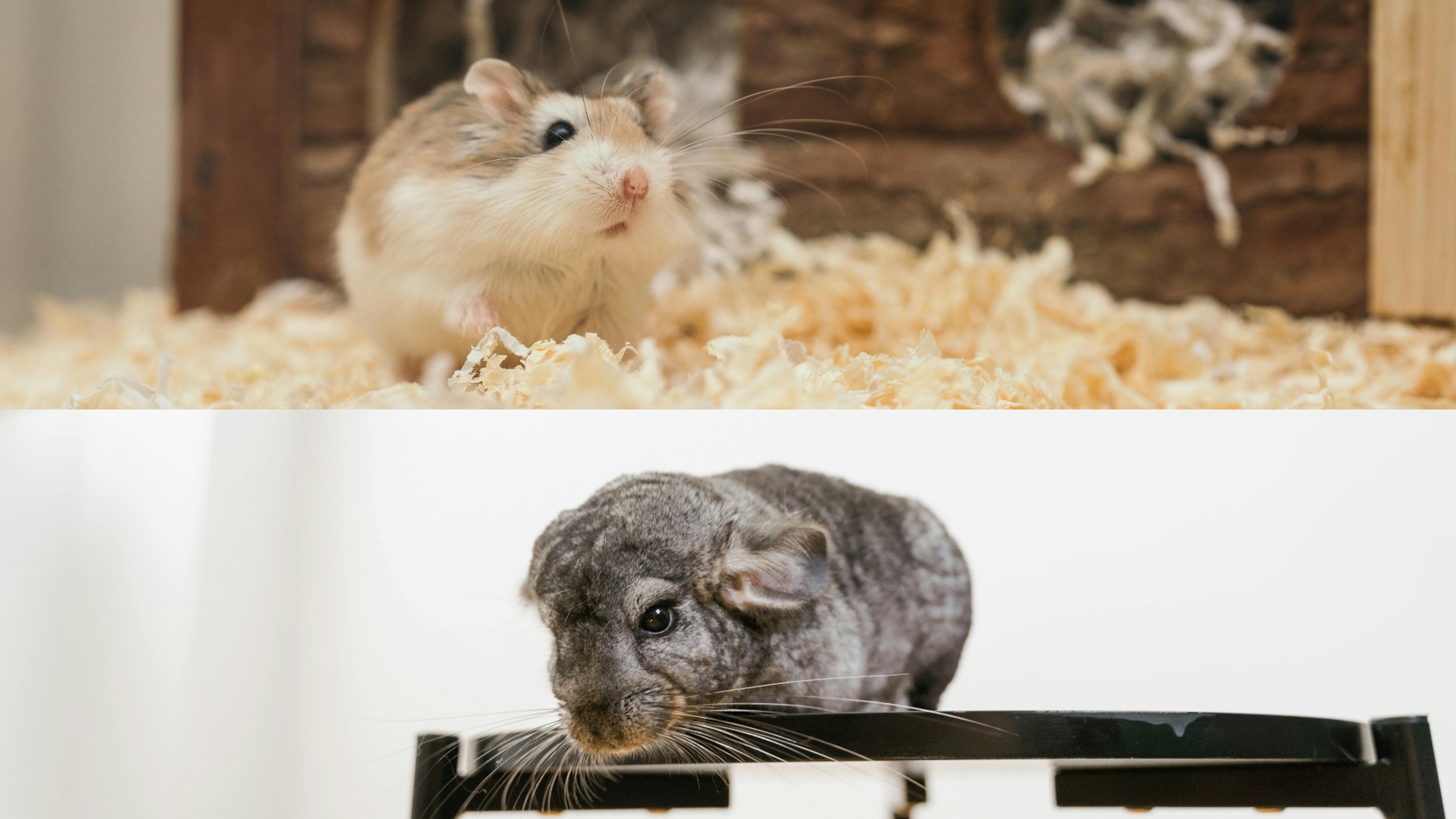 Colaj foto cu rozătoare ca animale de companie.