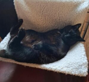 Un motan negru pe pat.