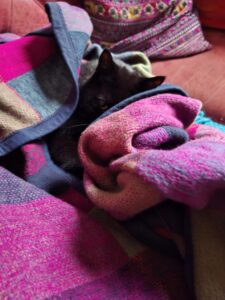 Motan negru sub o pătură.