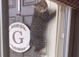 Pisică agățată de tocul ușii.