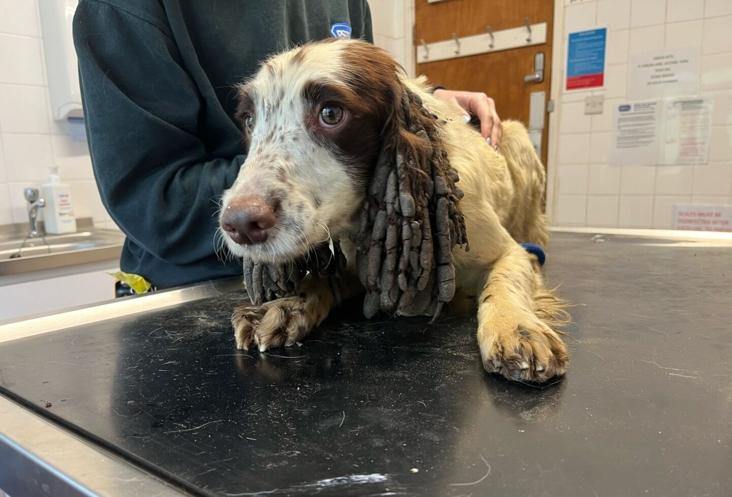 Câine murdar la veterinar.
