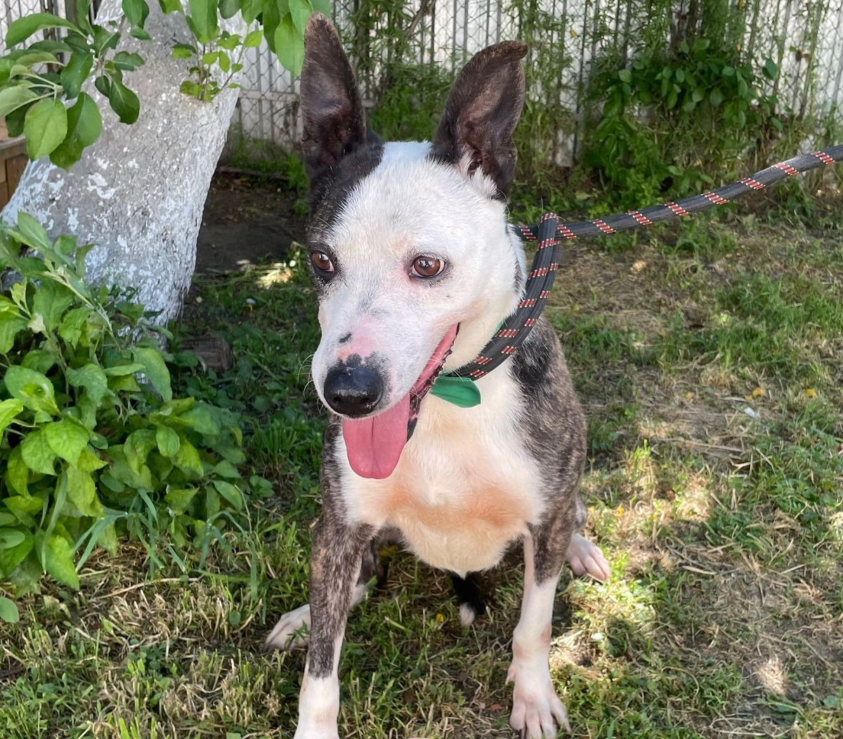 caine cu papion sta pe iarba