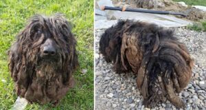 caine cu blana incalcita si murdara