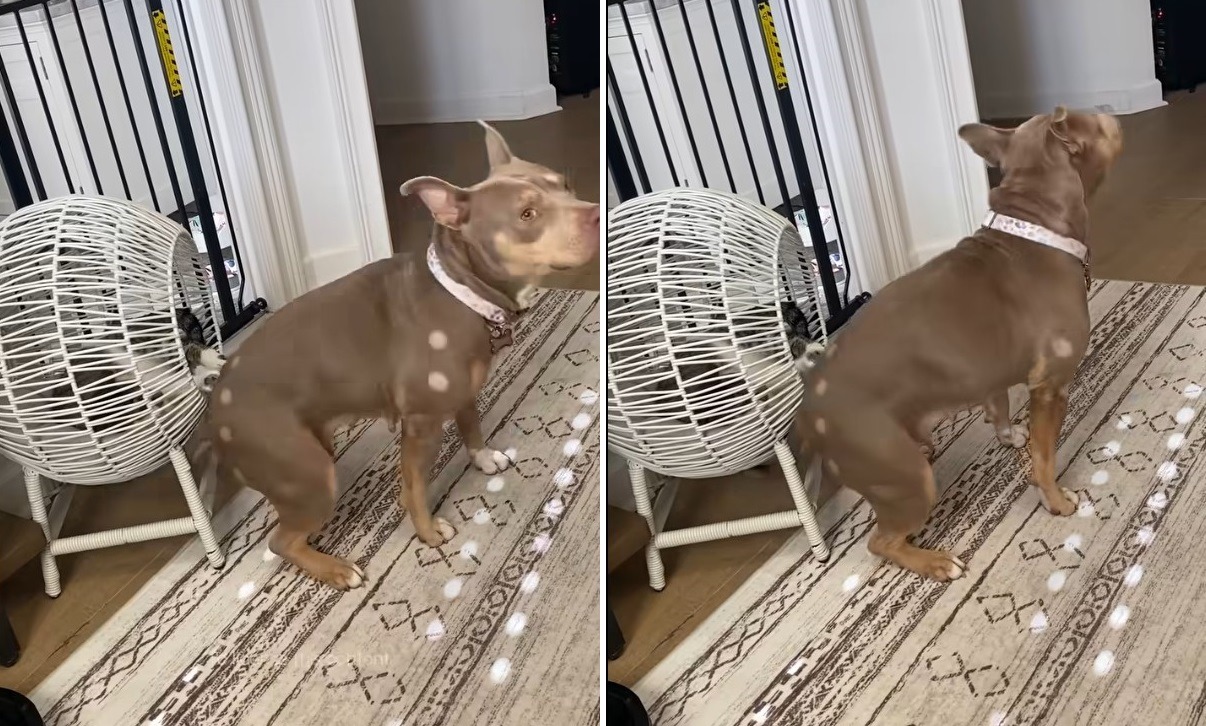 cainele vrea sa fie scarpinat de pisica