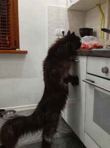 Zeus, ridicat până la blatul din bucătărie, mirosind carnea de vită de pe blat