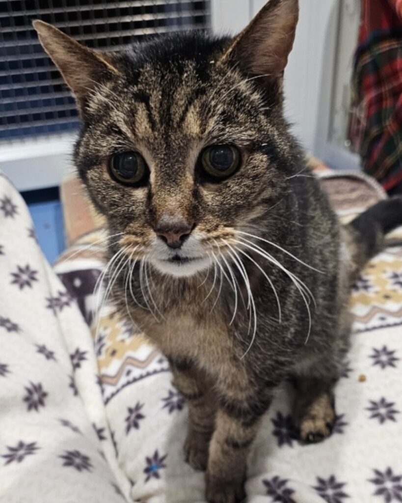 494375483_1251859189632132_6791303974673365019_n