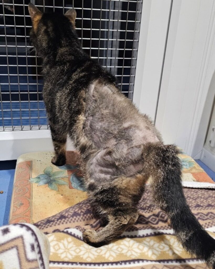 495857590_1251859329632118_1689980791659327786_n