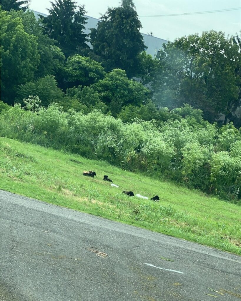 503835894_1057779929840477_612595476444453426_n