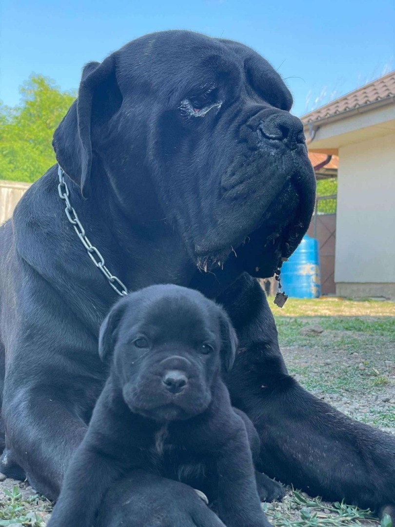 doi caini cane corso