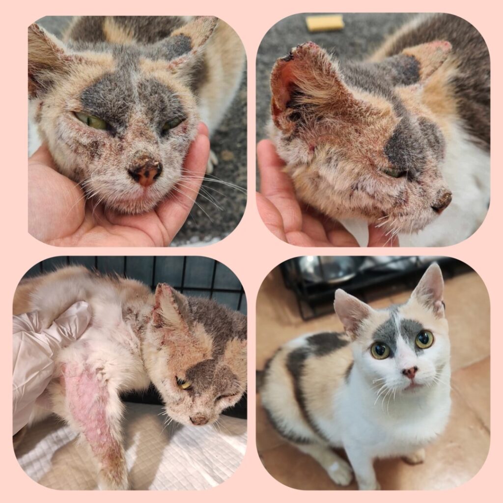 Colaj cu pisica din Eforie