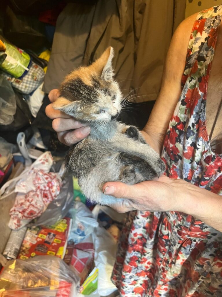 pisica-salvata-popieri-isu-timis