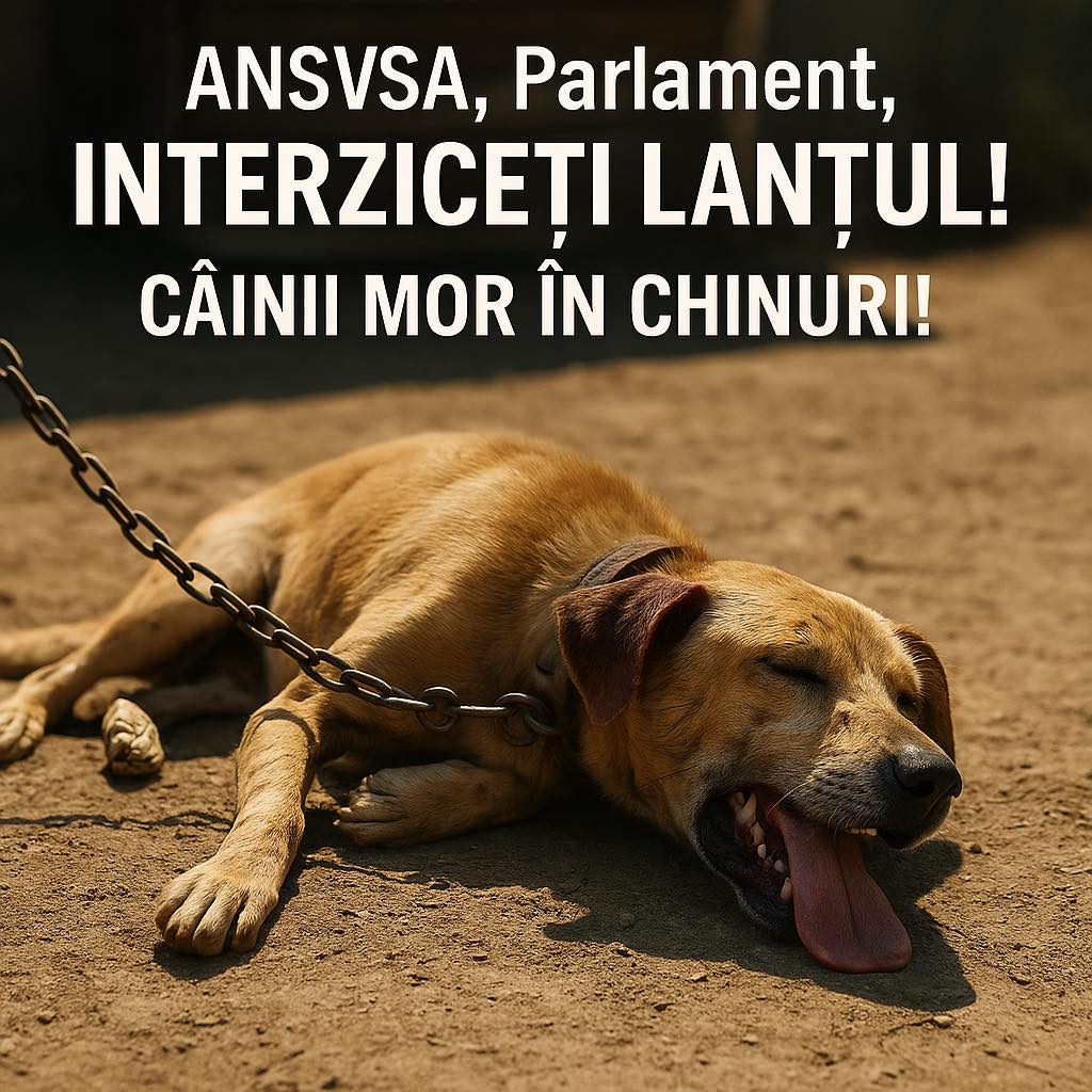Câine în lanț
