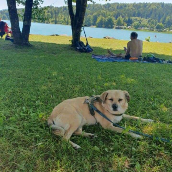 Cățelușa Sofie, pe iarbă