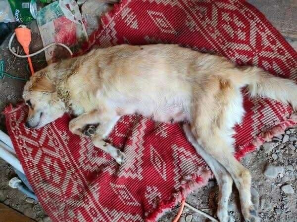 Cățelușa Sofie, în stare gravă