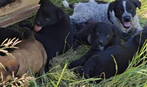 mai multi catei stau pe iarba