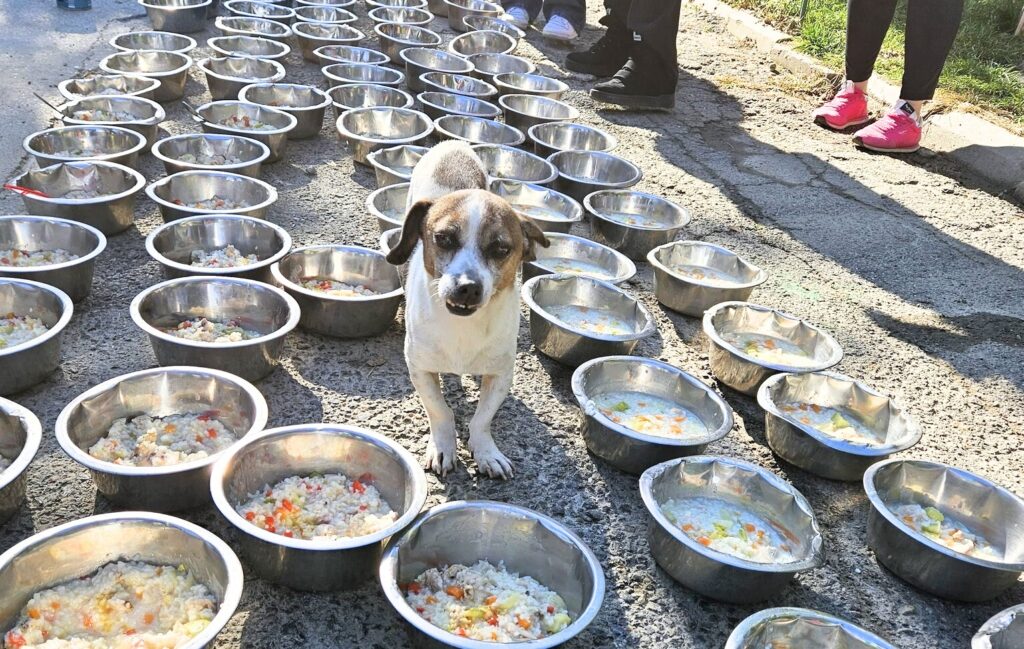 Bobita de la Adapostul Speranta