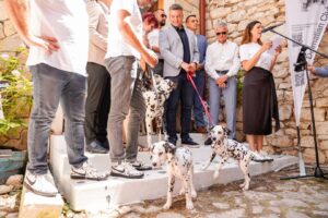 Câini dalmațieni ținuți în leasă de stăpânii lor la un eveniment