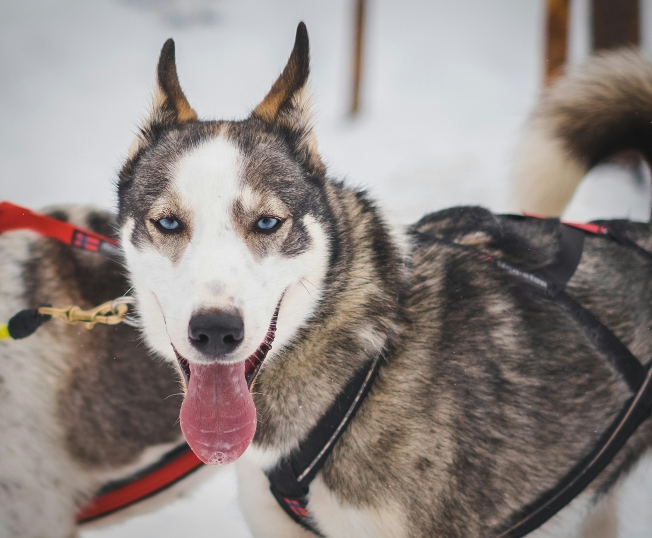 Husky Siberian, câine de munte.