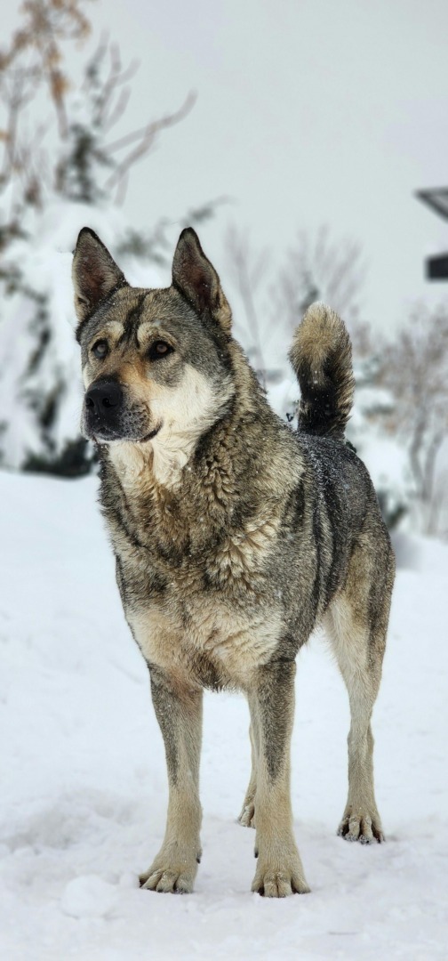 Câine Elkhound Norvegian.