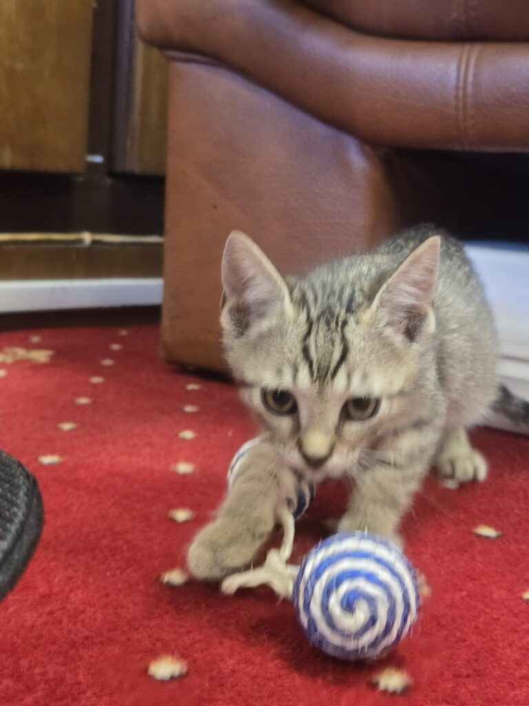 WhatsApp Image 2025-06-17 at 19.31.45 (2)