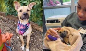 un caine a salvat un catelus anemic