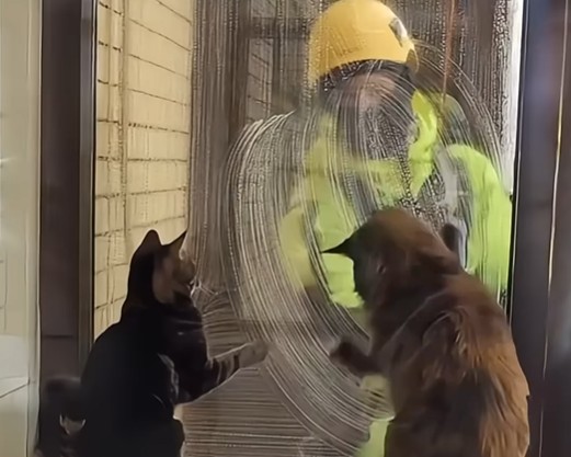 Două pisici în fața geamului și un alpinist utilitar.