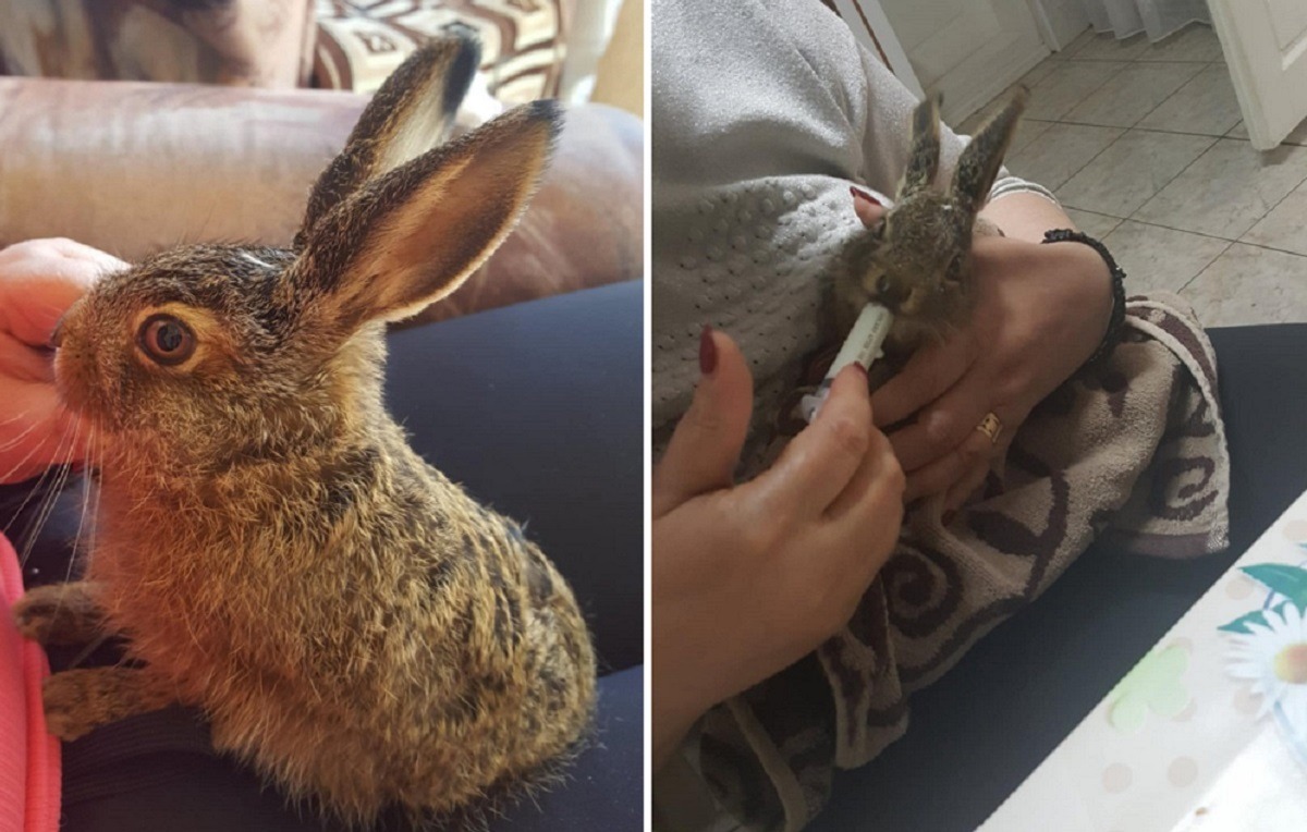 iepurasul este hranit de stapana