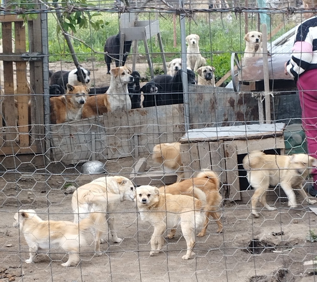 animale multe in tarc