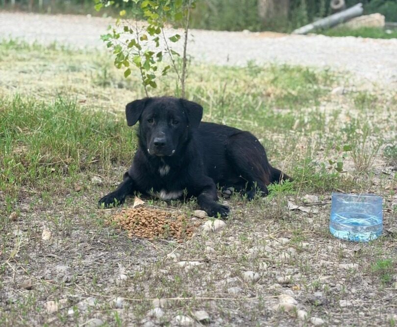 Câine negru așesat în fața unui recipient cu apă și mâncare