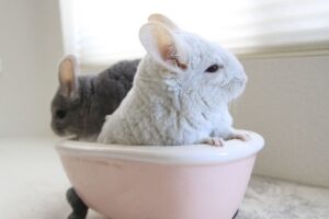 chinchilla face baie