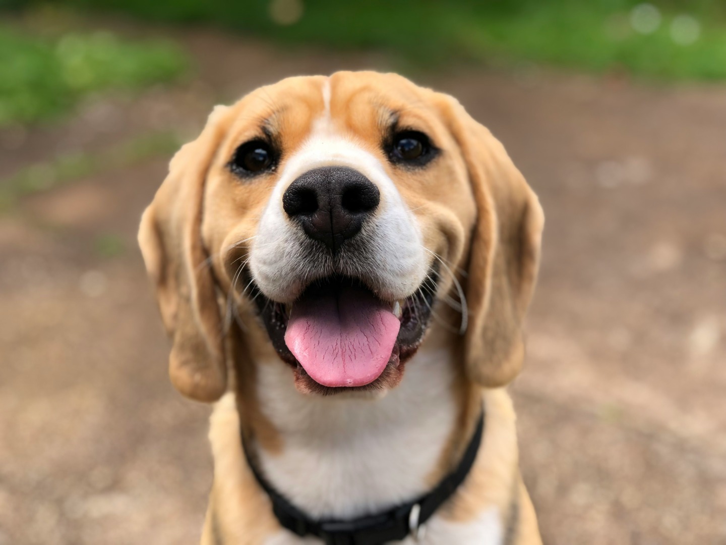 Câine beagle.