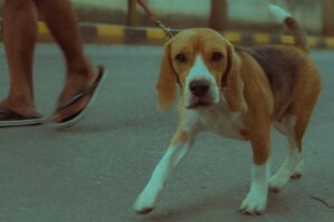 Beagle la plimbare pe asfalt