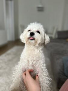 bichonul-micu-pini (1)