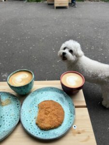 bichonul-micu-pini (2)