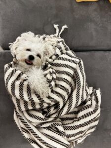 bichonul-micu-pini (3)