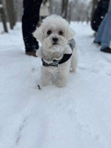 bichonul-micu-pini (4)