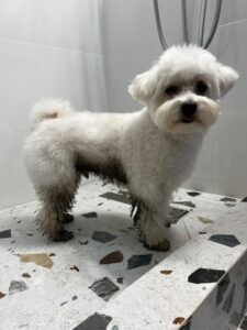 bichonul-micu-pini (5)